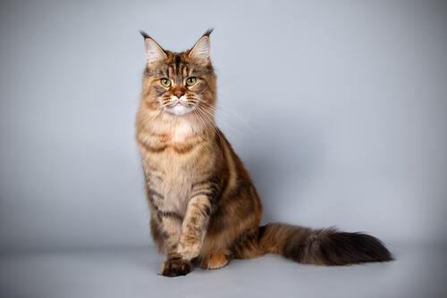 Gatos maine Coon: características