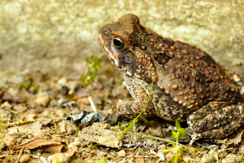 A cane toad.