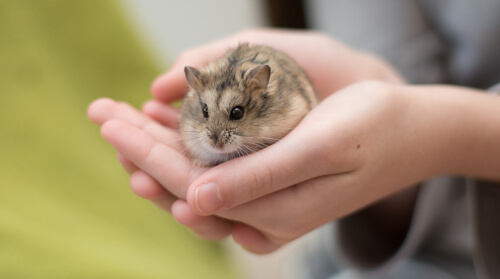 Hámster como mascota para niños