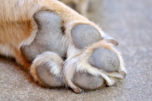 Heridas en las almohadillas en los perros