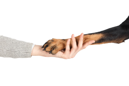 Historia de la domesticación de los animales