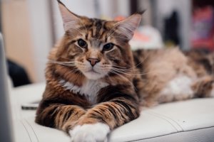 Gatos maine coon: características y cuidados