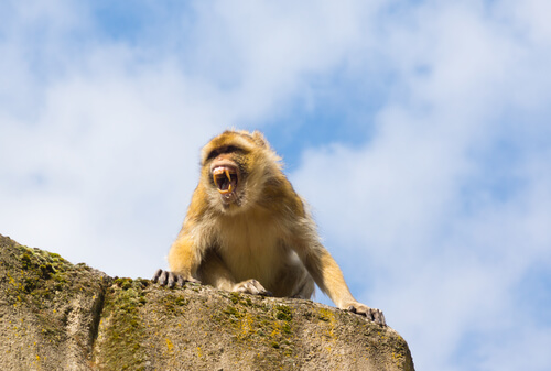 Historia del Macaco de Gibraltar