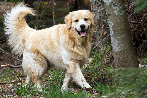 Infecciones urinarias en perros