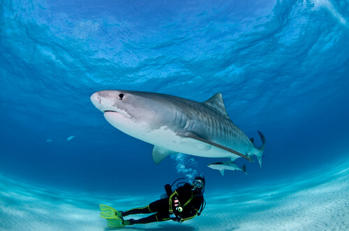 Inmersión con tiburones