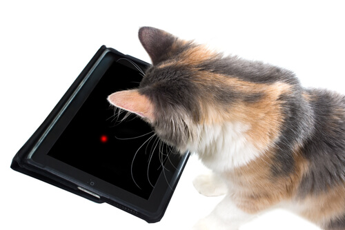 7 juegos de tablet para gatos