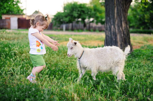 Las cabras prefieren que sonrías