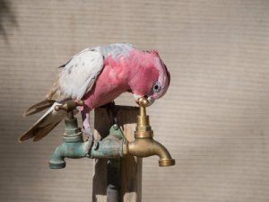 Las cacatúas usan herramientas de varios materiales