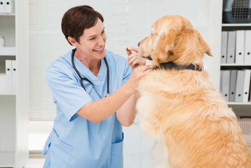 Leishmaniosis en perros: prevención