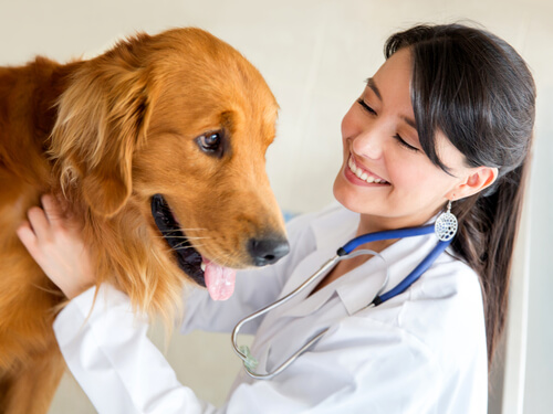Leishmaniosis en perros: síntomas, prevención y tratamiento