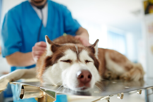 Leishmaniosis en perros: tratamiento