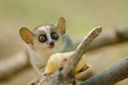 Lémures en Madagascar