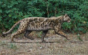 ¿Sabes cuál es el primer gato que existió en España?