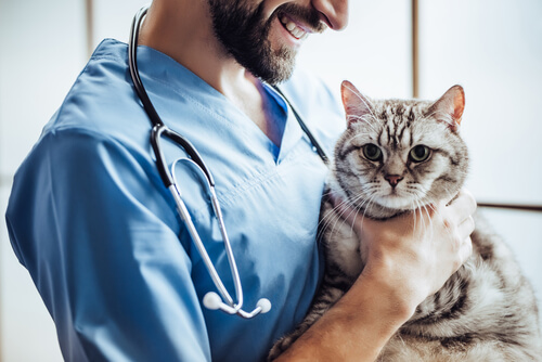 Llevar el gato al veterinario