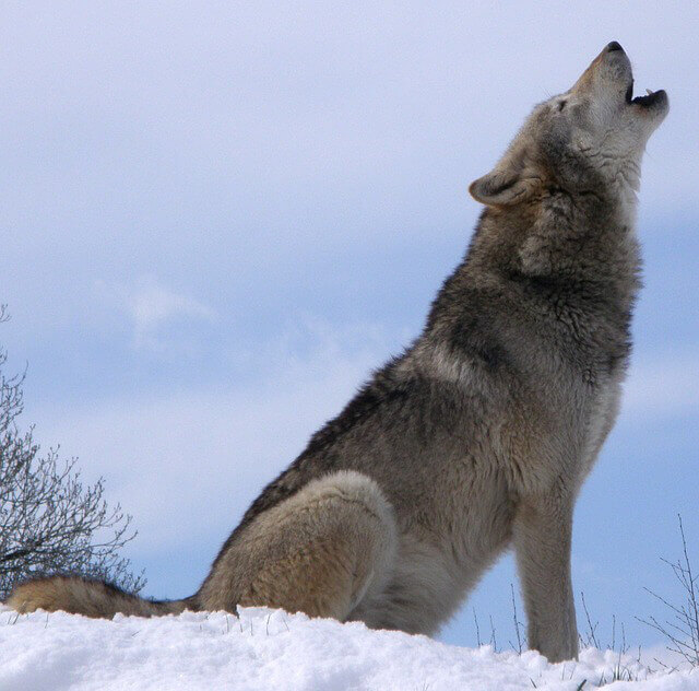 Lobo aullando en la nieve