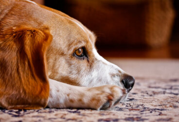 ¿Los perros tienen alma? Descubre todo sobre ello