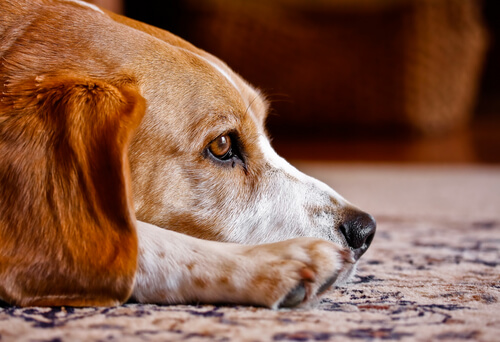 ¿Los perros tienen alma? Descubre todo sobre ello
