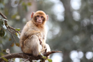 ¿Un macaco de Gibraltar en la Irlanda prehistórica?