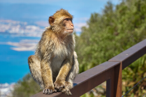 Macaco de Gibraltar en la Irlanda prehistórica