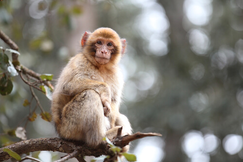 ¿Un macaco de Gibraltar en la Irlanda prehistórica?