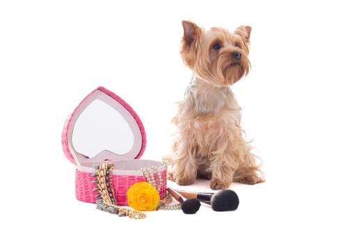 Maquillaje para mascotas