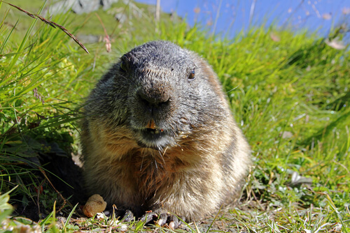 Conoce los hábitos de la marmota alpina