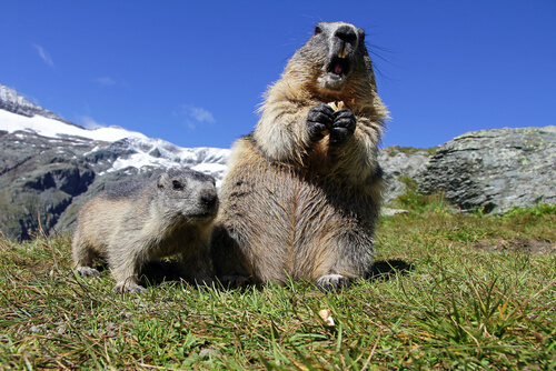 Marmota alpina: comportamiento