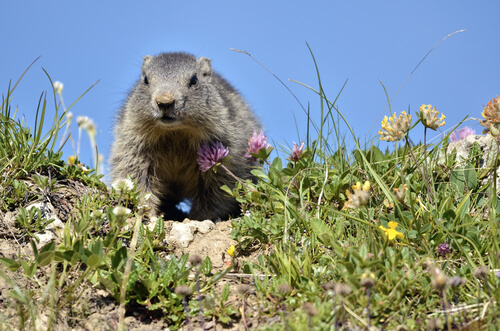 Marmota alpina: distribución