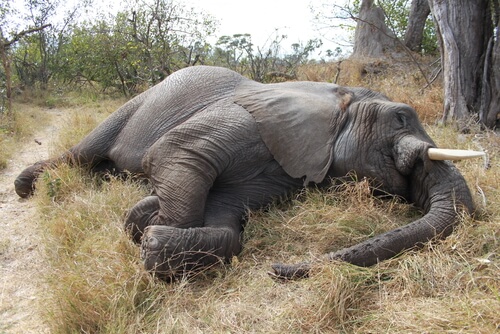 Una matanza de 100 elefantes en Botsuana