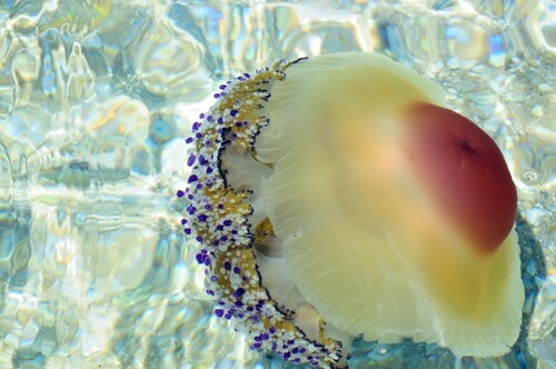 Medusa huevo frito (Cotylorhiza tuberculata)