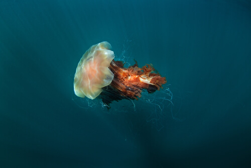 Melena de león: la medusa más grande del mundo