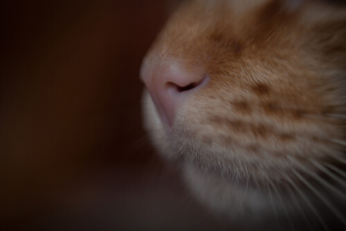Nariz del gato