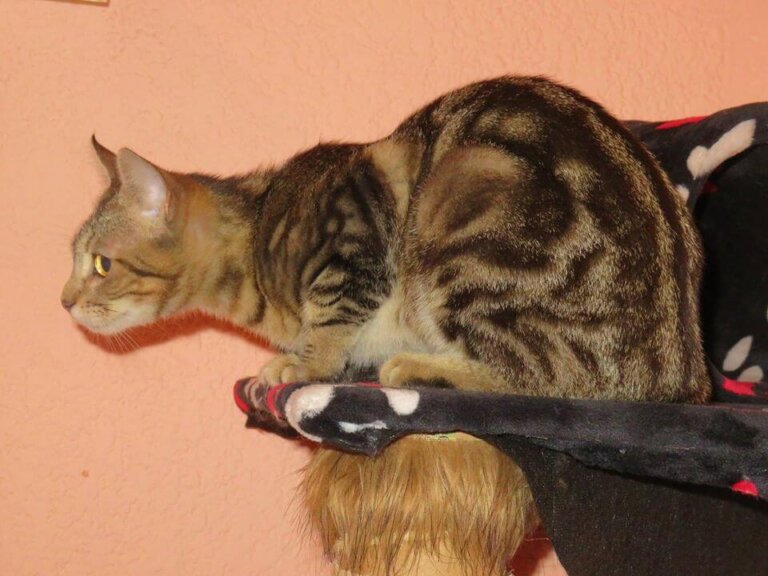 Gato sokoke: todo sobre esta raza