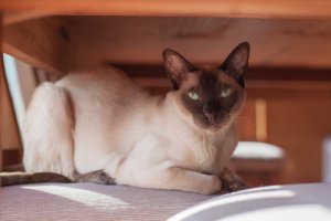 Gato tonkinese o tonkinés: cuidados, características y curiosidades