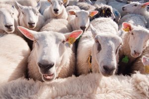 Las ovejas reconocen a las personas