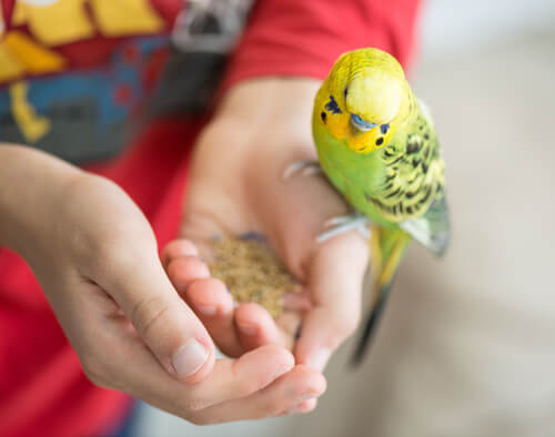 Pájaros como mascotas para niños
