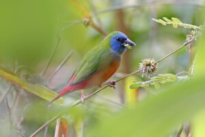 6 clases de pájaros tropicales