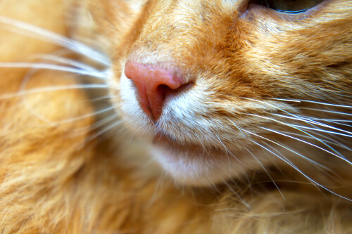 Moquillo en gatos o panleucopenia: qué es y cómo se trata