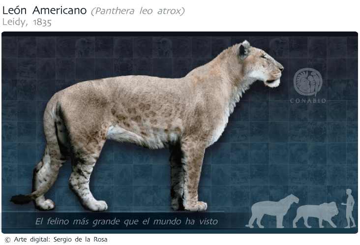 Panthera leo atrox