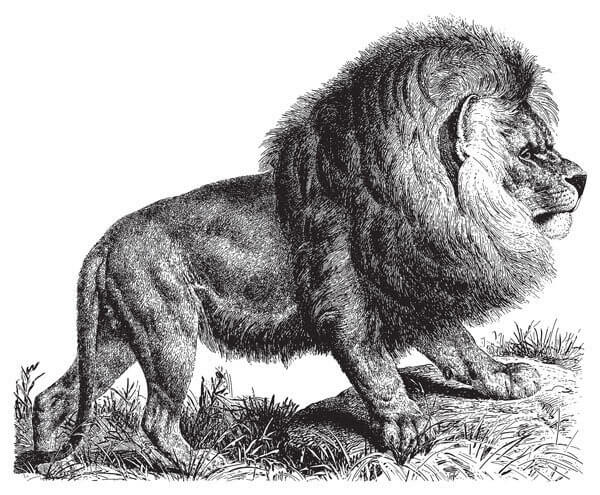 Panthera leo melanochaitus