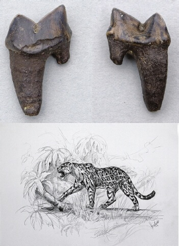 Panthera (onca) gombaszoegensis