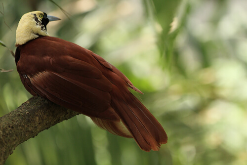 Aves del paraíso: especies y características - Mis Animales