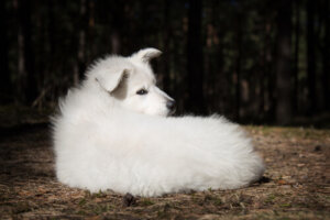 El particular carácter desconfiado del pastor blanco suizo