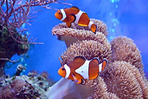 Los 5 peces más bonitos del océano