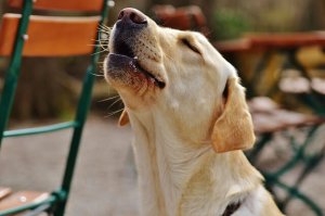 ¿Por qué aúllan los perros al escuchar sirenas?