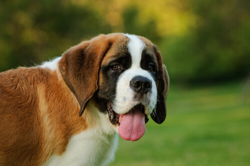 El perro San Bernardo: cuidados y características del gigante más querido