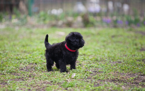 Perros en peligro de extinción: affenpinscher