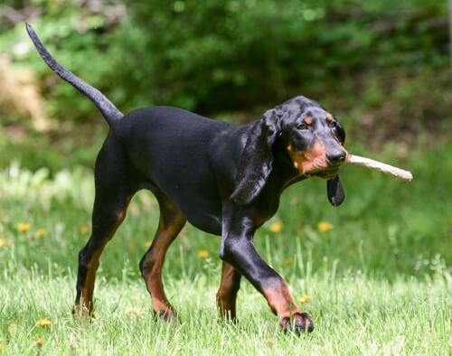 Perros en peligro de extinción: black and tan coonhound
