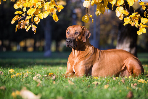 Perros en peligro de extinción: crestado rodesiano