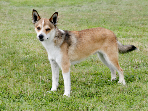 5 perros en peligro de extinción